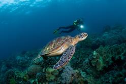 Philippines Scuba Diving Holiday. Diving with Turtle.