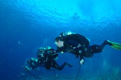 Palau Scuba Diving Holiday. Drift Diving Using Reef Hooks.