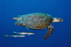 Palau Scuba Diving Holiday. Turtle.