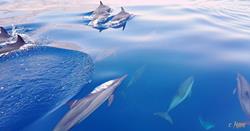 Oman Scuba Diving Holiday. Dolphins.