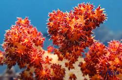 Oman Scuba Diving Holiday. Red Coral.