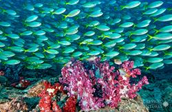 Oman Scuba Diving Holiday. Marine Life.