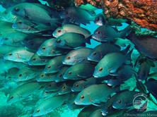 Oman Scuba Diving Holiday. Fish Shoal.