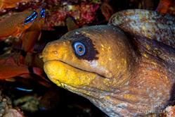 Oman Scuba Diving Holiday. Moray Eel.