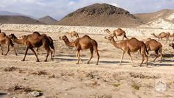 Oman Scuba Diving Holiday. Camels.