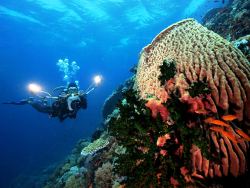 NEW DUMAGUETE Philippines Dive Resort & Liveaboard