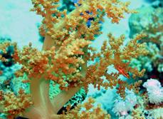 Safaga, Red Sea - coral diving holiday