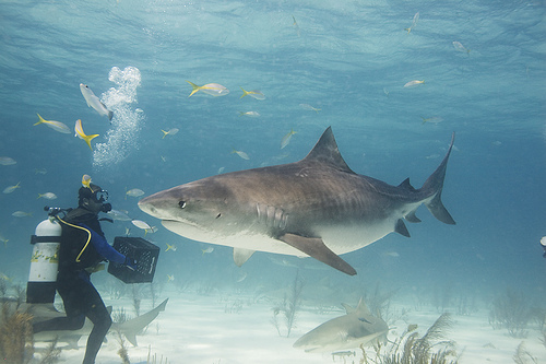 red sea shark diving in sudan