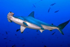 Red Sea Hammerhead Shark Diving in Sudan