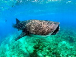 Dive with Whale Sharks in Cenderawasih, Indonesia