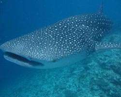 Maldives Whale Sharks & Manta Rays